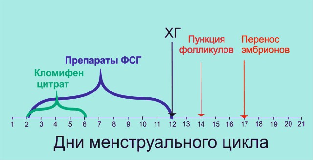 Длинный протокол в ЭКО: особенности и показания